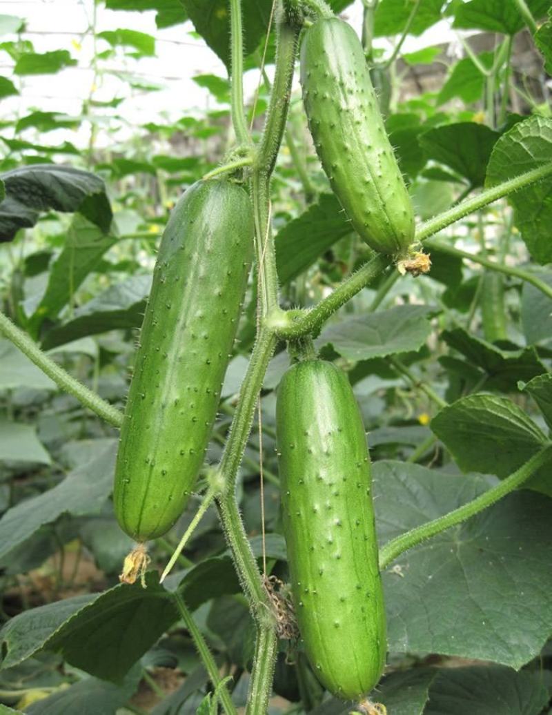 博韬节节瓜囗早熟抗病肉质脆嫩鲜吃结瓜20个亩产16000