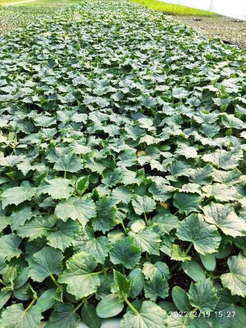 博韬节节瓜囗早熟抗病肉质脆嫩鲜吃结瓜20个亩产16000