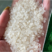 东北珍珠米饭堂米食堂米香软可口大量出货来询