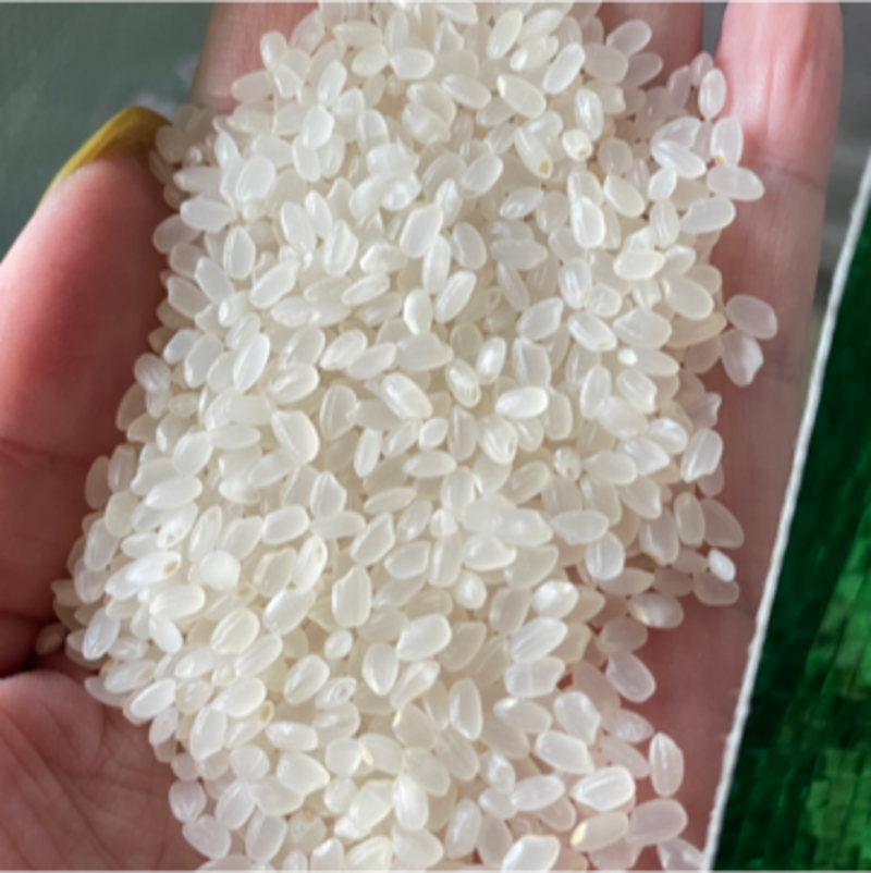 东北珍珠米饭堂米食堂米香软可口大量出货来询