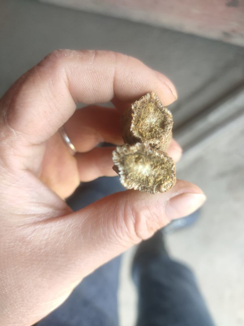 云木香有计划的来20吨