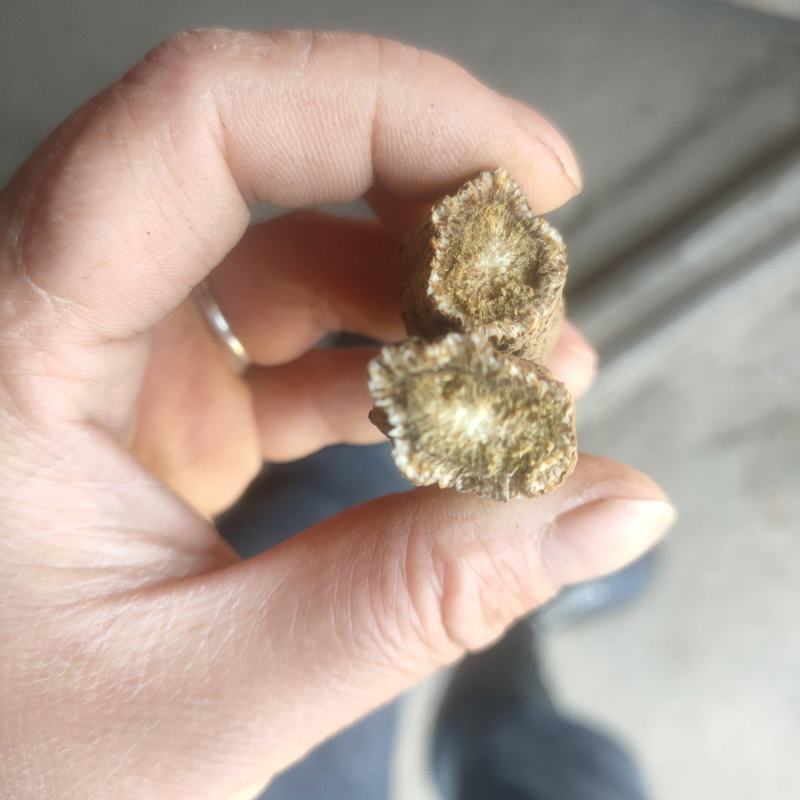 云木香有计划的来20吨