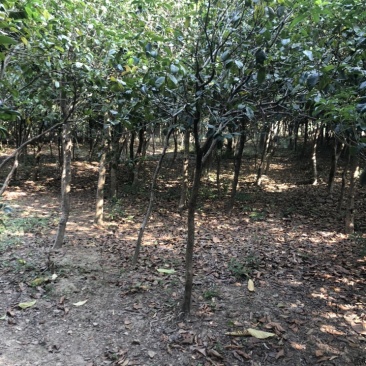 绿化树