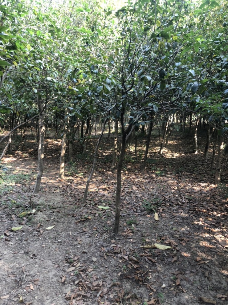 绿化树