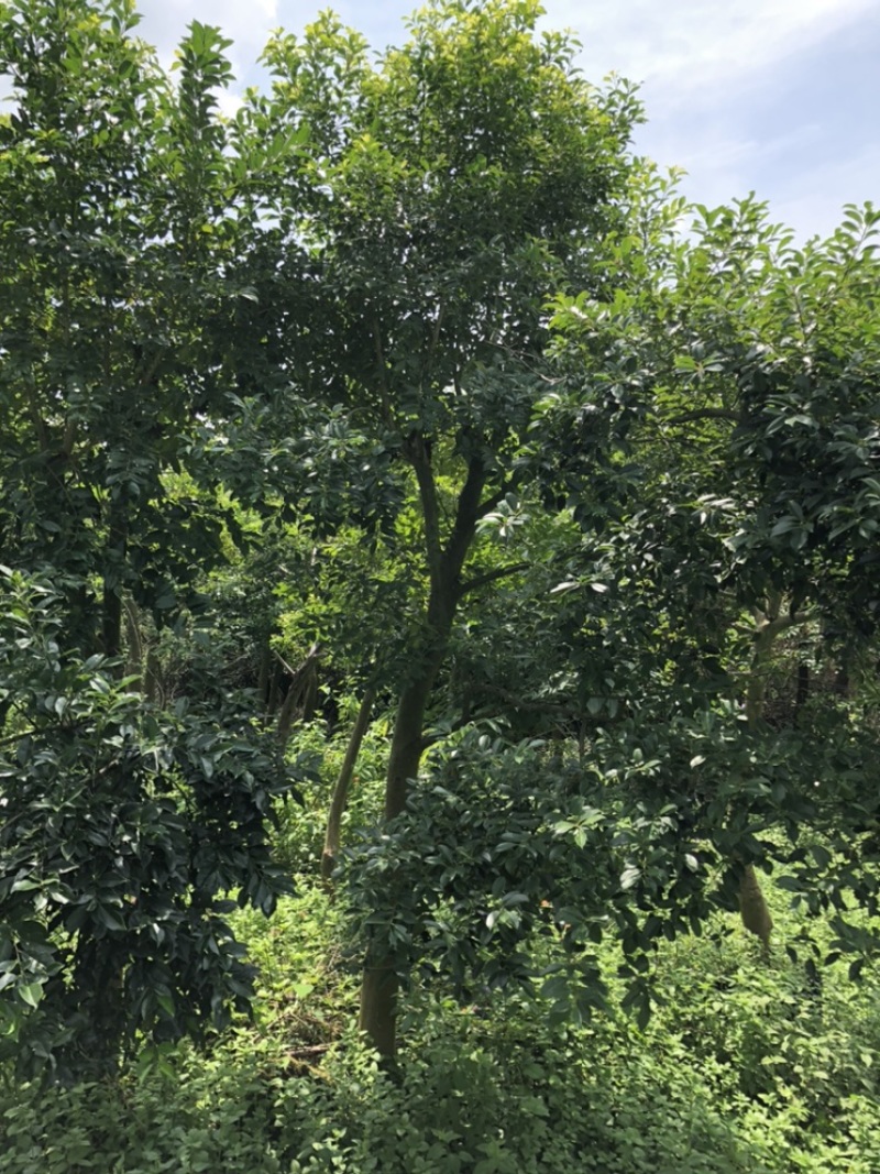 绿化树