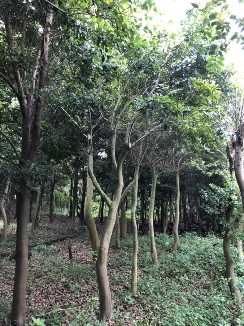 绿化树
