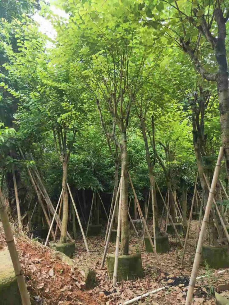 绿化树