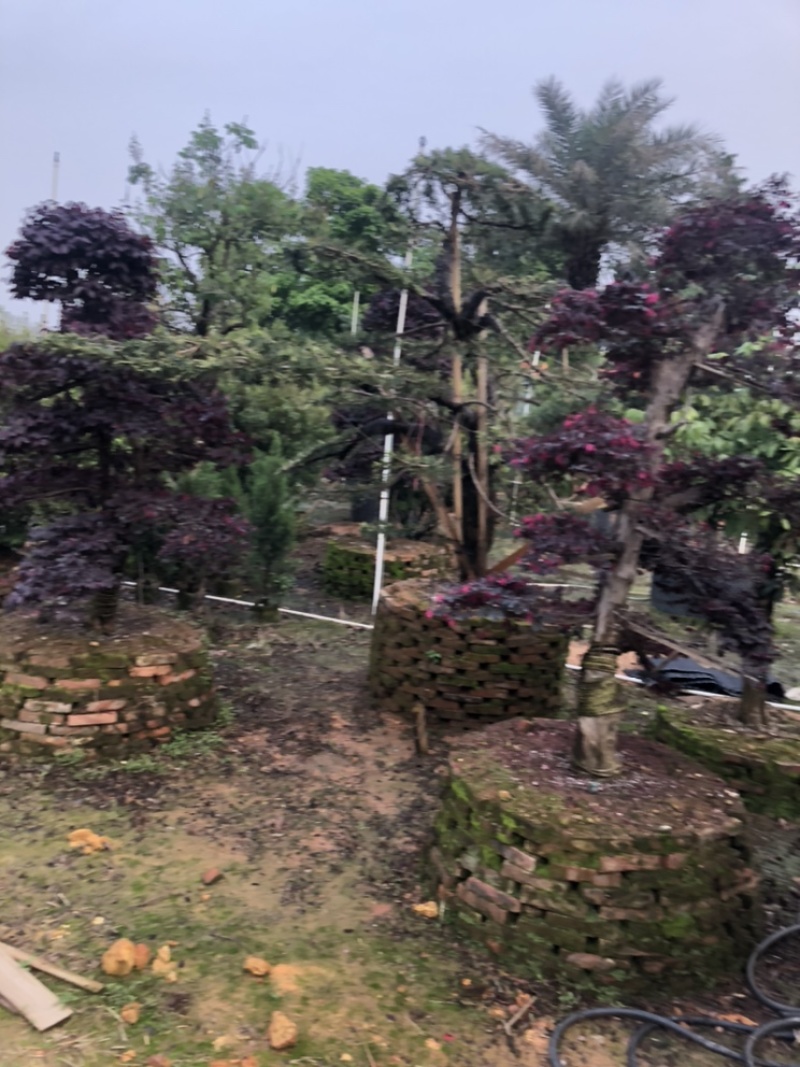 绿化树
