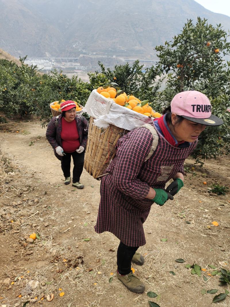 春节可发货【荐】石棉水果柑桔黄果柑汁多化渣大量上市