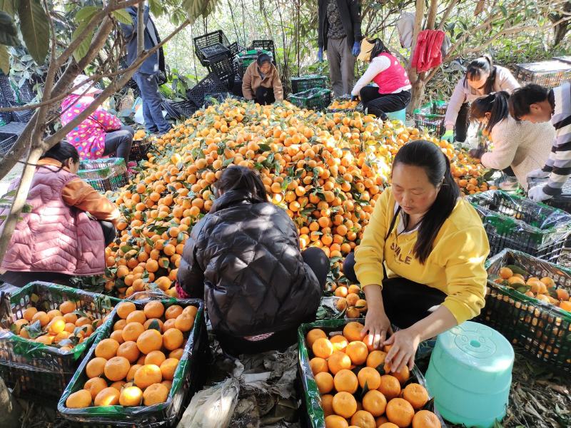 春节可发货【荐】石棉水果柑桔黄果柑汁多化渣大量上市