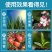 海藻精肥料原粉98%含量叶面肥有机肥水溶肥冲施促根壮苗
