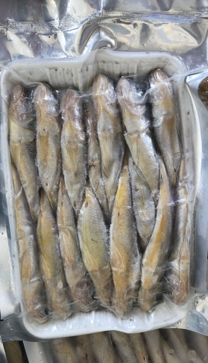 小黄鱼海捕新鲜小黄鱼鲜活冷冻小黄鱼。江苏海鲜水产