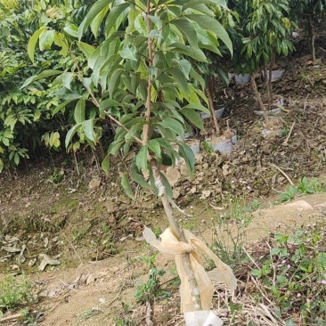果苗荔枝苗直销，品种齐全