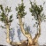 黄杨盆景素材