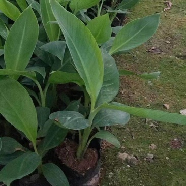 批发香蕉苗品种齐全