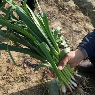 优质红根蒜苗基地种植直接供应量大从优