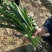 优质红根蒜苗基地种植直接供应量大从优