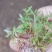组培29桉树芽苗