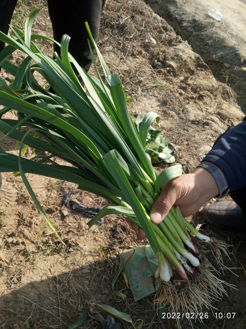 优质红根蒜苗基地种植直接供应量大从优