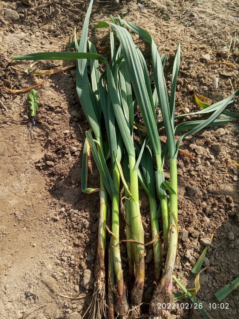 优质红根蒜苗基地种植直接供应量大从优