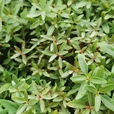 组培29桉树芽苗