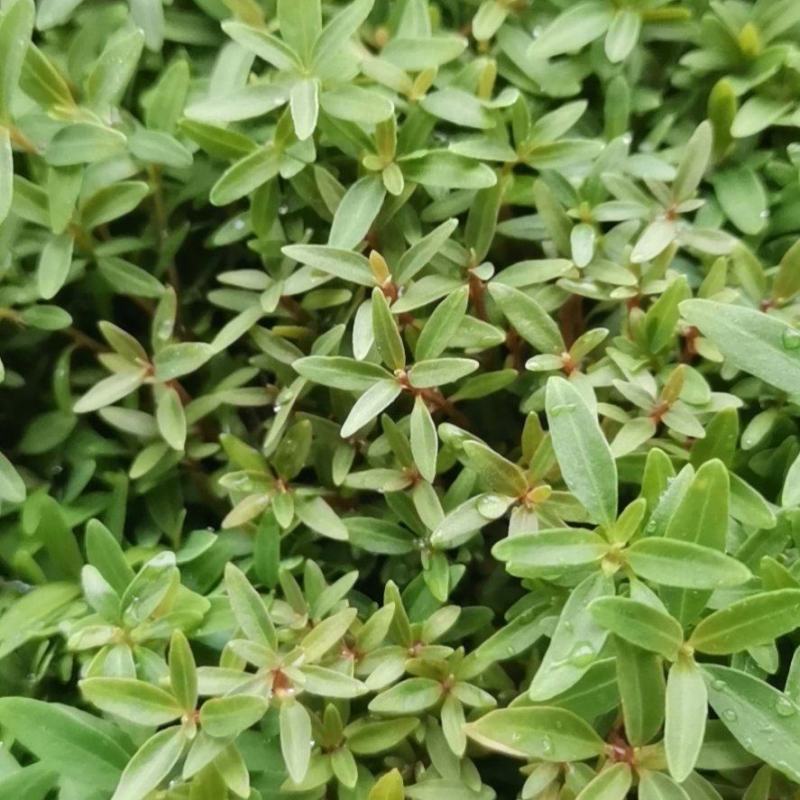 组培29桉树芽苗