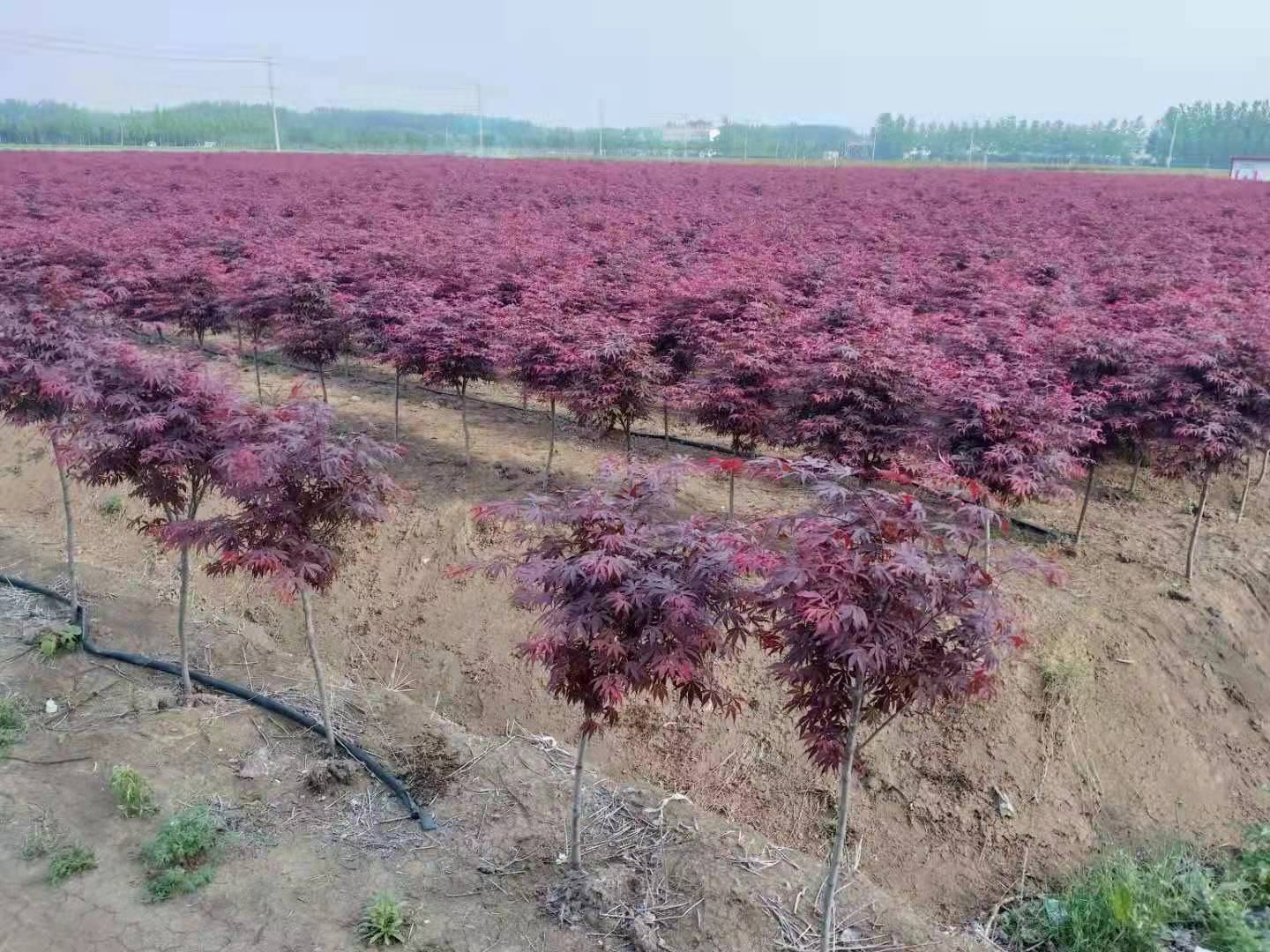 红枫种植基地航拍图