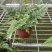 狼尾蕨微景观生态瓶背景小植物迷你蕨类四季常青桌面绿植花