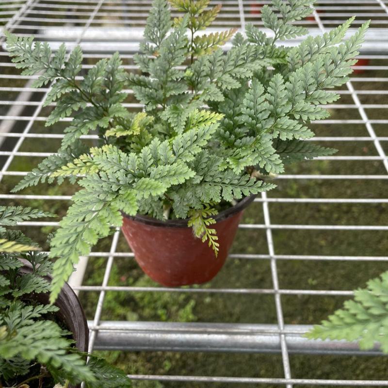 狼尾蕨微景观生态瓶背景小植物迷你蕨类四季常青桌面绿植花