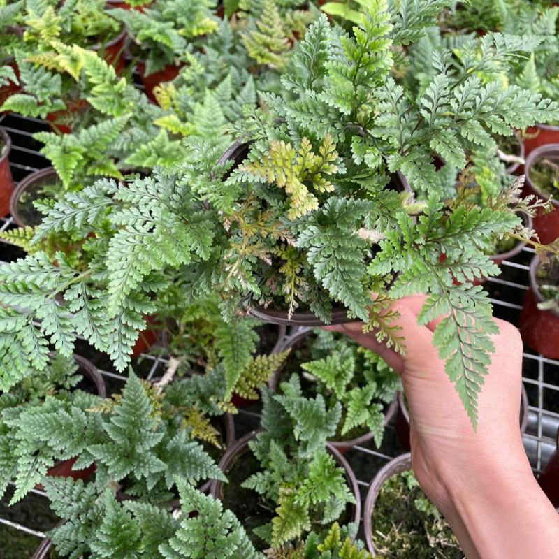 狼尾蕨微景观生态瓶背景小植物迷你蕨类四季常青桌面绿植花