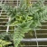 狼尾蕨微景观生态瓶背景小植物迷你蕨类四季常青桌面绿植花