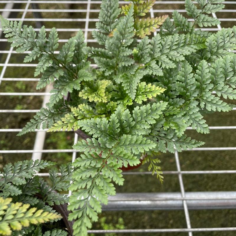狼尾蕨微景观生态瓶背景小植物迷你蕨类四季常青桌面绿植花