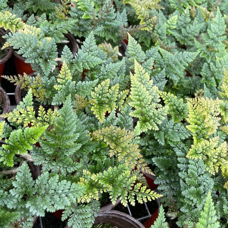 狼尾蕨微景观生态瓶背景小植物迷你蕨类四季常青桌面绿植花