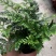 狼尾蕨微景观生态瓶背景小植物迷你蕨类四季常青桌面绿植花