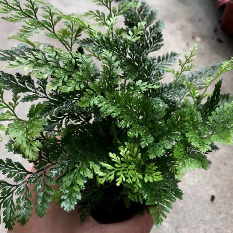 狼尾蕨微景观生态瓶背景小植物迷你蕨类四季常青桌面绿植花
