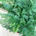 狼尾蕨微景观生态瓶背景小植物迷你蕨类四季常青桌面绿植花