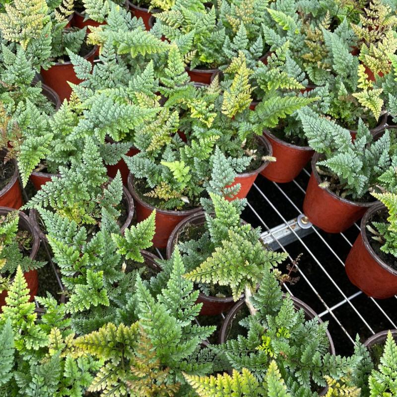 狼尾蕨微景观生态瓶背景小植物迷你蕨类四季常青桌面绿植花