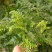 狼尾蕨微景观生态瓶背景小植物迷你蕨类四季常青桌面绿植花