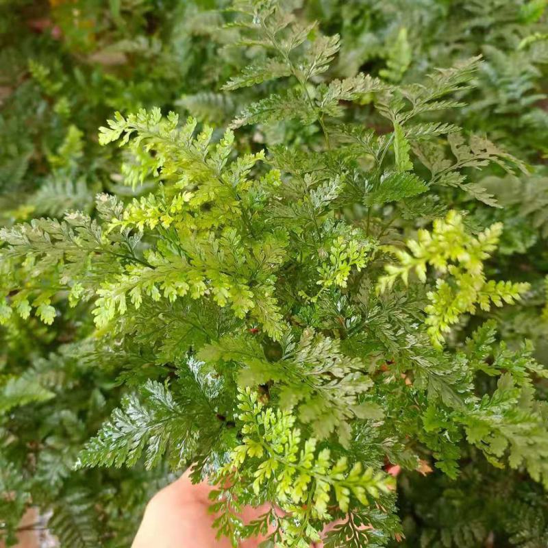 狼尾蕨微景观生态瓶背景小植物迷你蕨类四季常青桌面绿植花