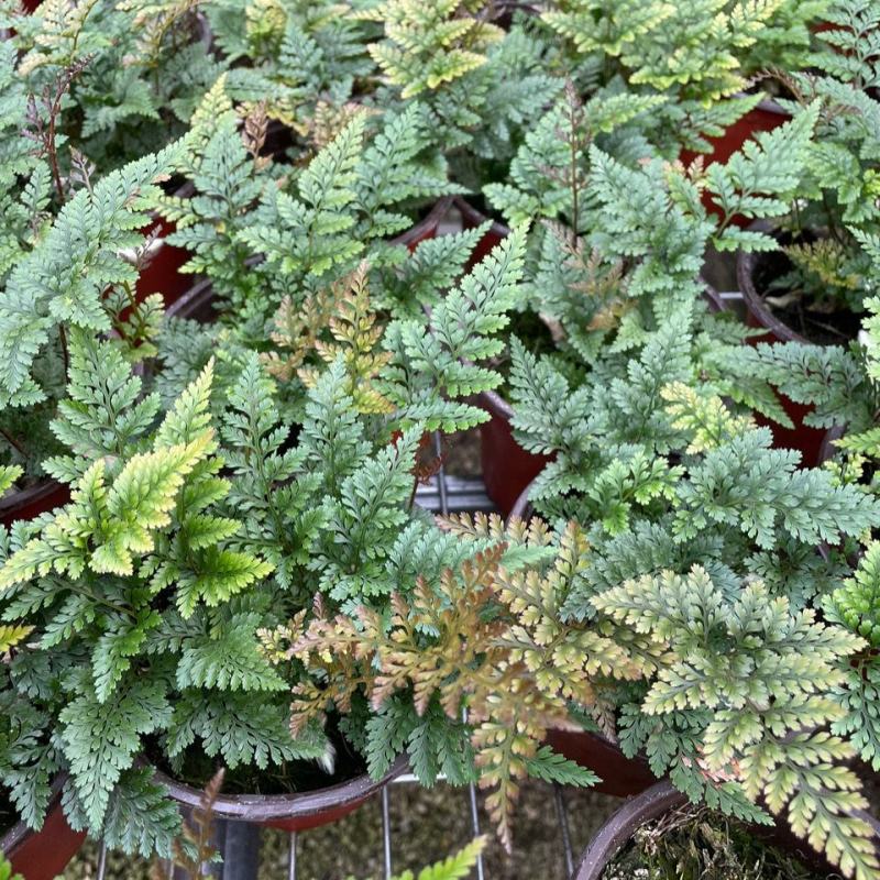 狼尾蕨微景观生态瓶背景小植物迷你蕨类四季常青桌面绿植花