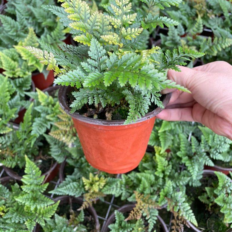 狼尾蕨微景观生态瓶背景小植物迷你蕨类四季常青桌面绿植花