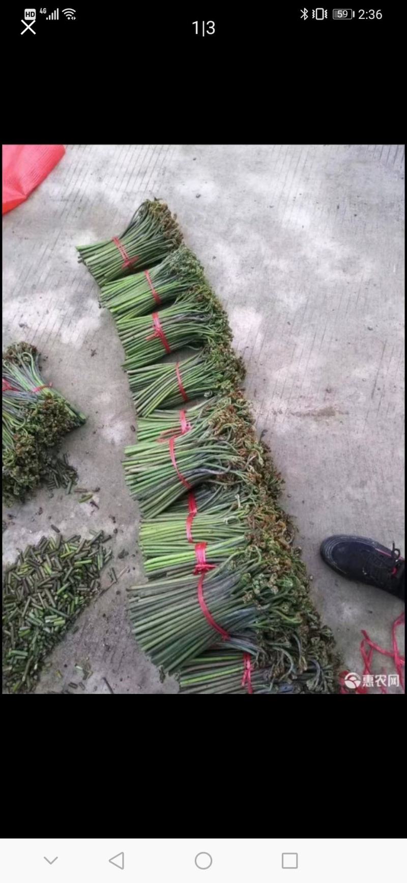 甜撅菜