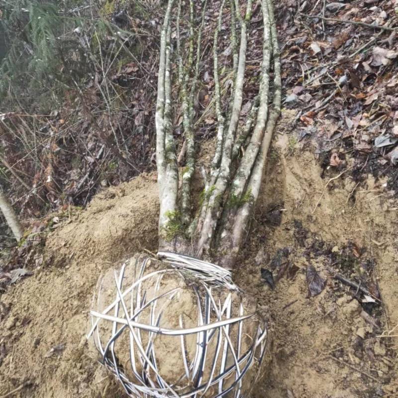 香港四照花，秀丽四照花大花四照头状四照花日本四照花山荔枝