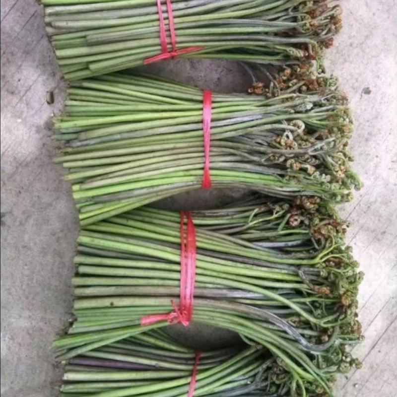 甜撅菜
