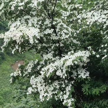 香港四照花，秀丽四照花大花四照头状四照花日本四照花山荔枝