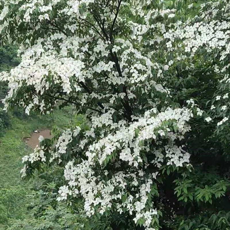 香港四照花，秀丽四照花大花四照头状四照花日本四照花山荔枝