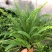 波士顿蕨盆栽蕨类垂吊兰植物室内净化空气吸甲醛耐阴易养观叶