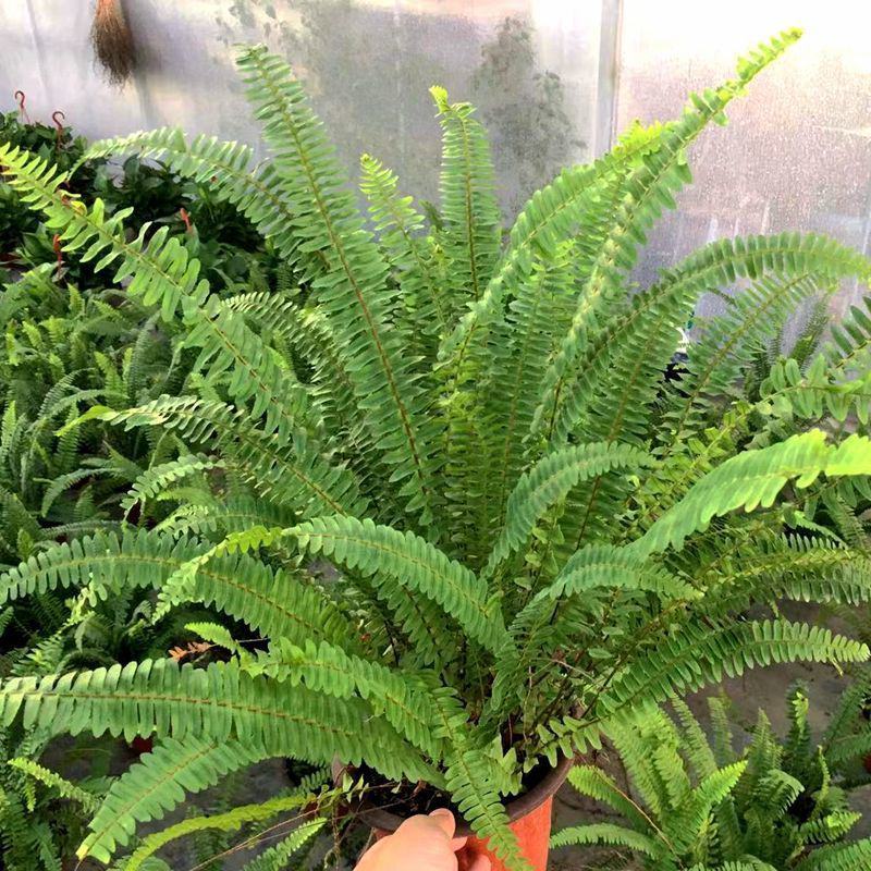 波士顿蕨盆栽蕨类垂吊兰植物室内净化空气吸甲醛耐阴易养观叶