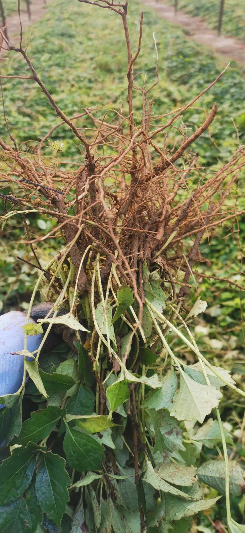 [精选]三叶爬山虎，攀爬吸附能力超强。山体绿化，产地直发