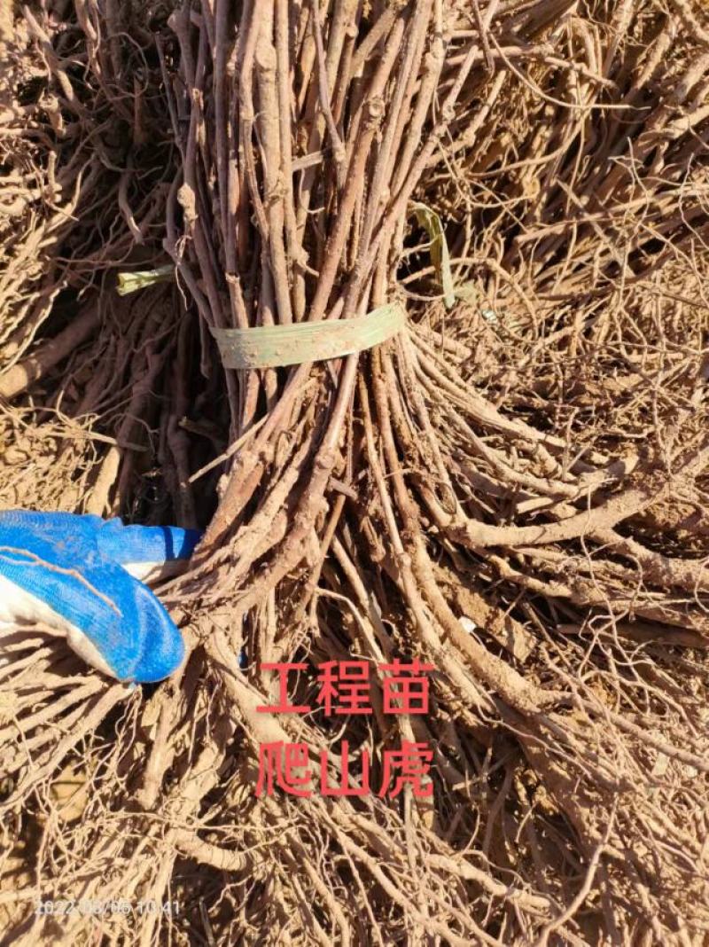 五叶爬山虎工程护坡山体绿化产地直发保售后成活率高视频看货